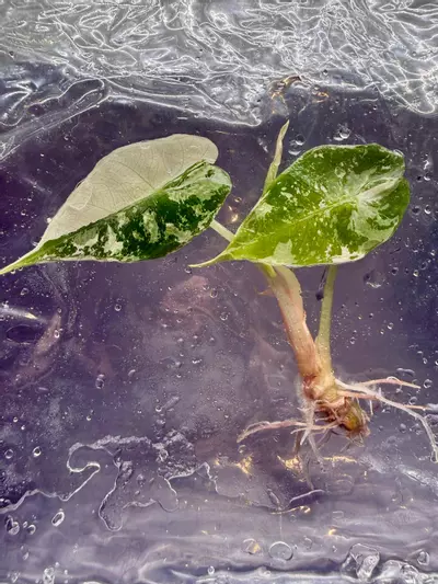 plant/Alocasia Polly Snow Pink | Tissue Culture-0-thumbnail