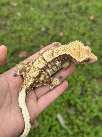 plant/Tres Leches - RTB F Drippy High White/Cream-0-thumbnail