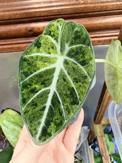 plant/Alocasia Ninja Tricolor Splash ✨-0-thumbnail