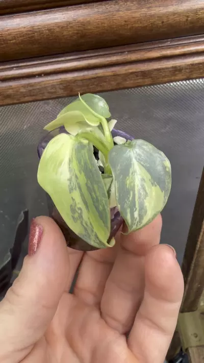 plant/Philodendron Silver Sword variegated✨#55-6-thumbnail