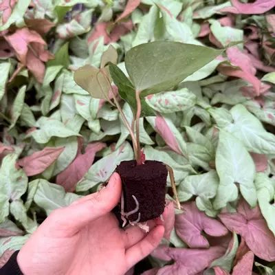 plant/Seed grown Anthurium Fort Sherman x Rubicon Starter Plant Growers Choice-3-thumbnail