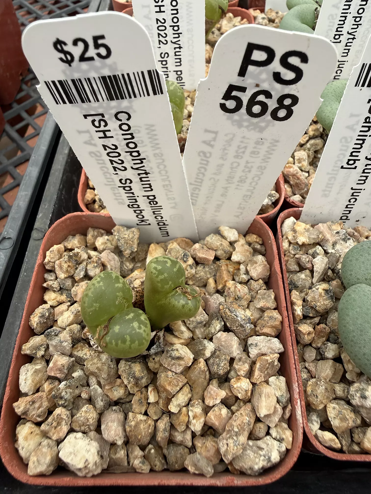 plant/PS568 Conophytum pellucidum [SH 2022, Springbok]-0