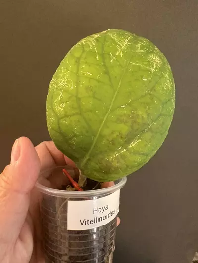 plant/Hoya Vitelinoides (ugly duck) but will grow beautifully-0-thumbnail