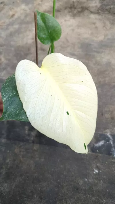 plant/Monstera White monster M77-3-thumbnail