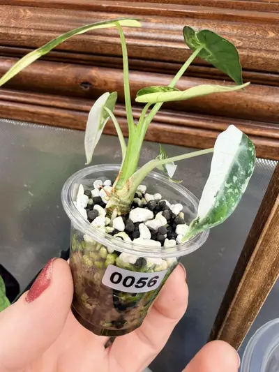 plant/Alocasia Bambino green variegated✨#56-3-thumbnail