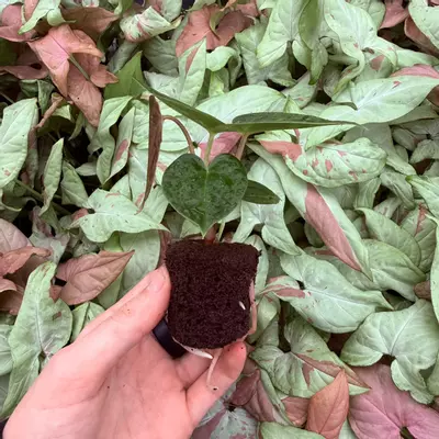 plant/Seed grown Anthurium Bvit x Dark Phoenix Starter Plant Growers Choice-2-thumbnail