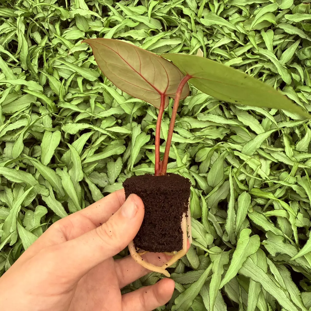 plant/Seed grown Anthurium Huffmanii x Red King of Spades Starter Plant Growers Choice-1