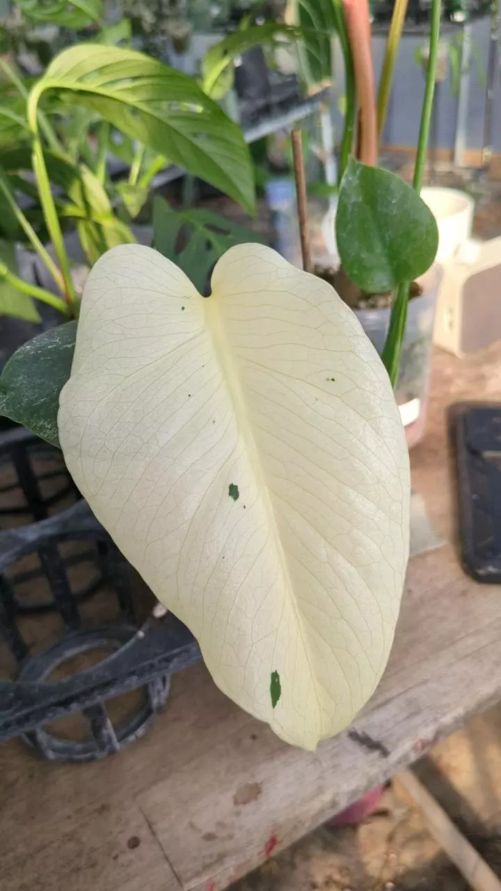 plant/Monstera White monster M77-0