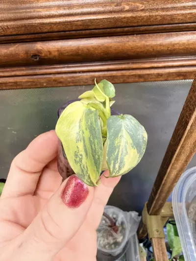 plant/Philodendron Silver Sword variegated✨#55-1-thumbnail