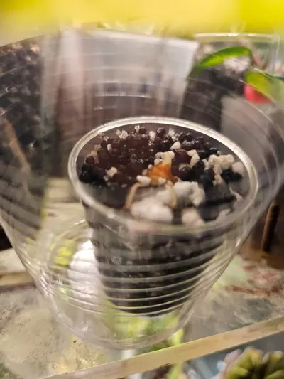 plant/Alocasia odora batik corm-1-thumbnail