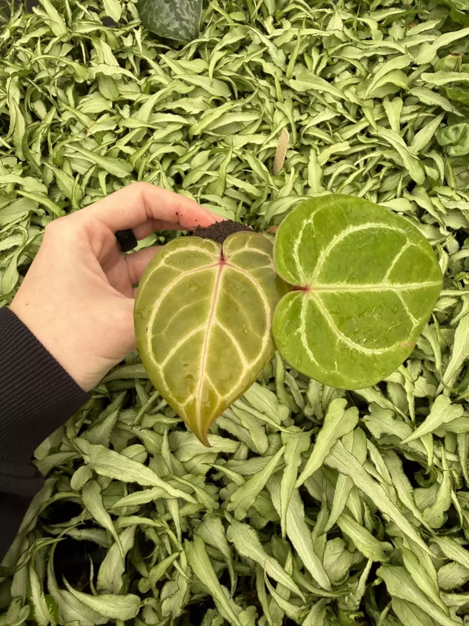 plant/Seed grown Anthurium Huffmanii x Red King of Spades Starter Plant Growers Choice-0