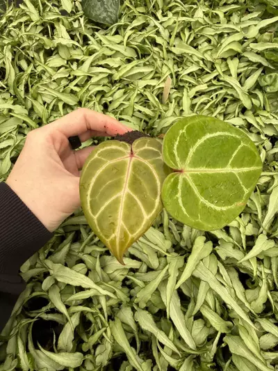 plant/Seed grown Anthurium Huffmanii x Red King of Spades Starter Plant Growers Choice-0-thumbnail