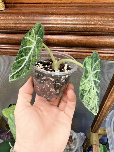 plant/Alocasia Ninja Tricolor Splash ✨-3-thumbnail