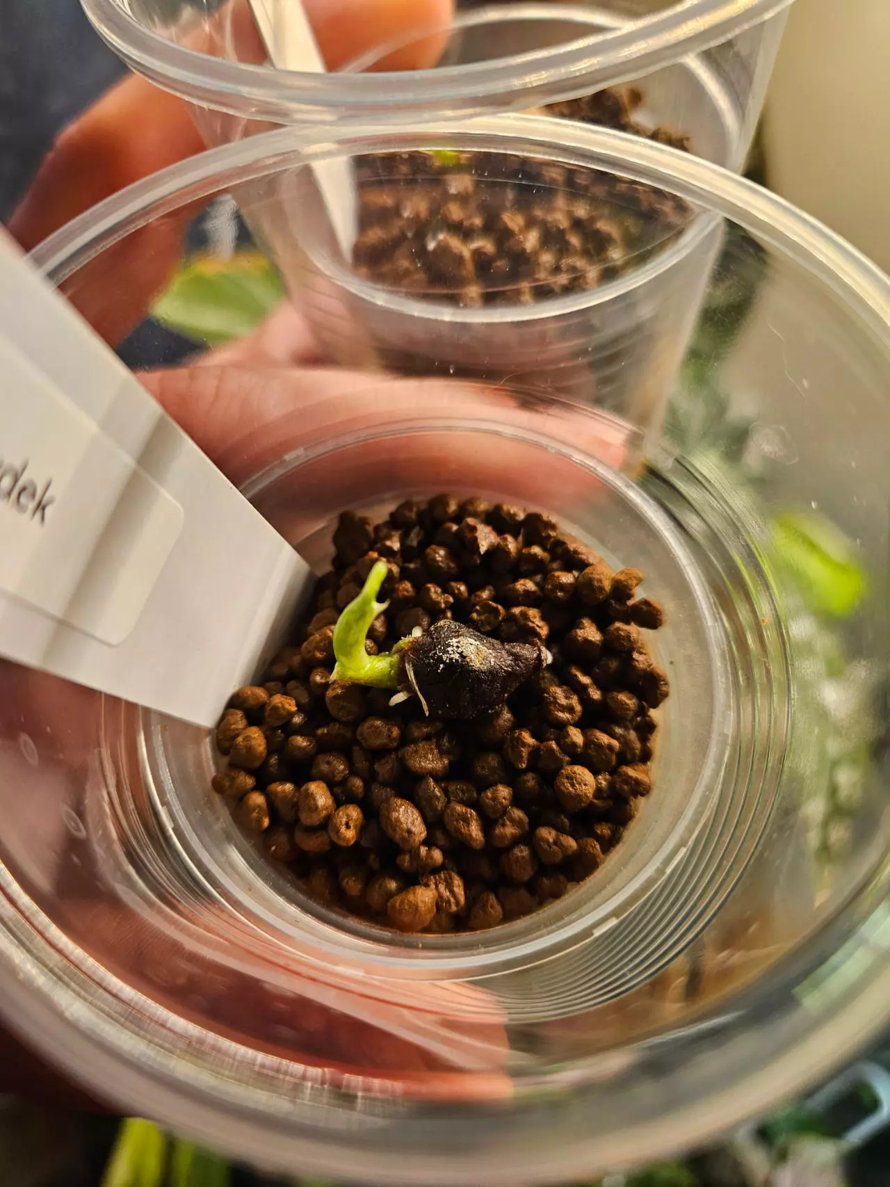 plant/Alocasia frydek corm-1