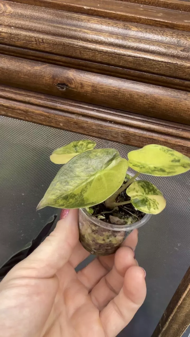 plant/Alocasia Wentii Aurea ✨#57-3