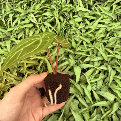 plant/Seed grown Anthurium Huffmanii x Red King of Spades Starter Plant Growers Choice-3-thumbnail