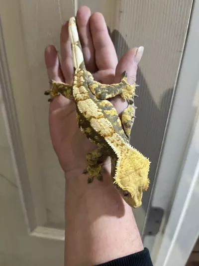 plant/Rtb Tricolor male 8/2/24 40g-2-thumbnail