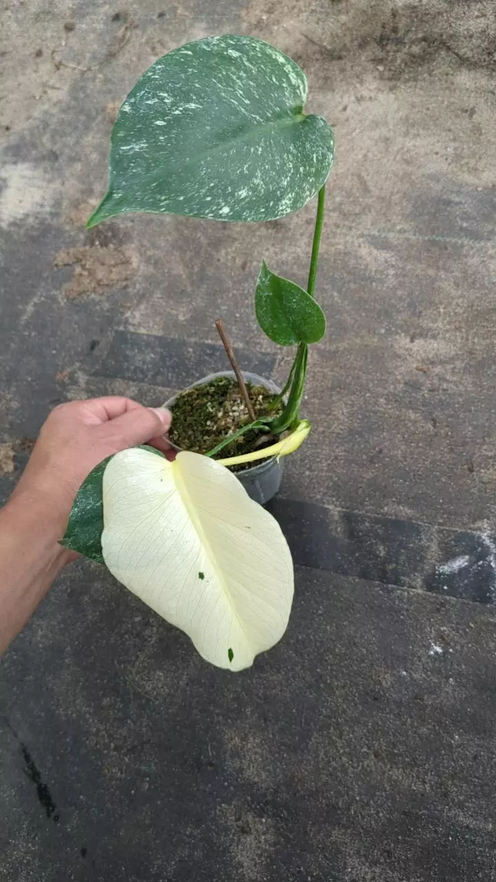 plant/Monstera White monster M77-1