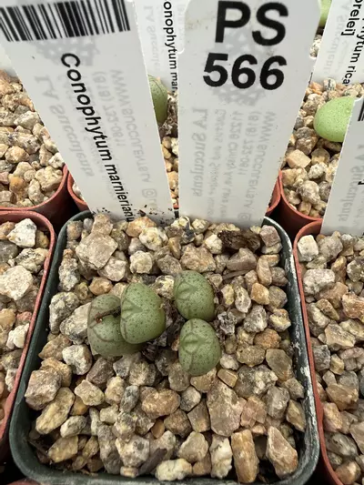 plant/PS566 Conophytum marnierianum-0-thumbnail
