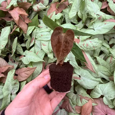 plant/Seed grown Anthurium Bvit x Dark Phoenix Starter Plant Growers Choice-1-thumbnail