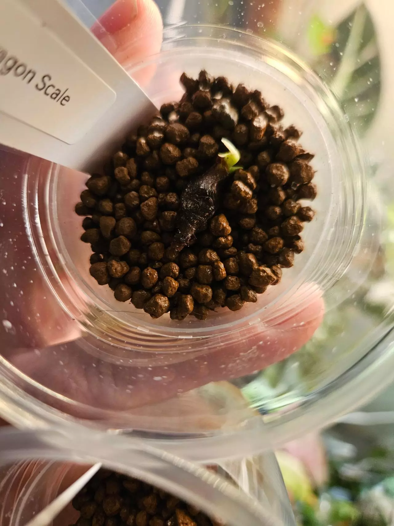 plant/Alocasia dragon scale corm-0