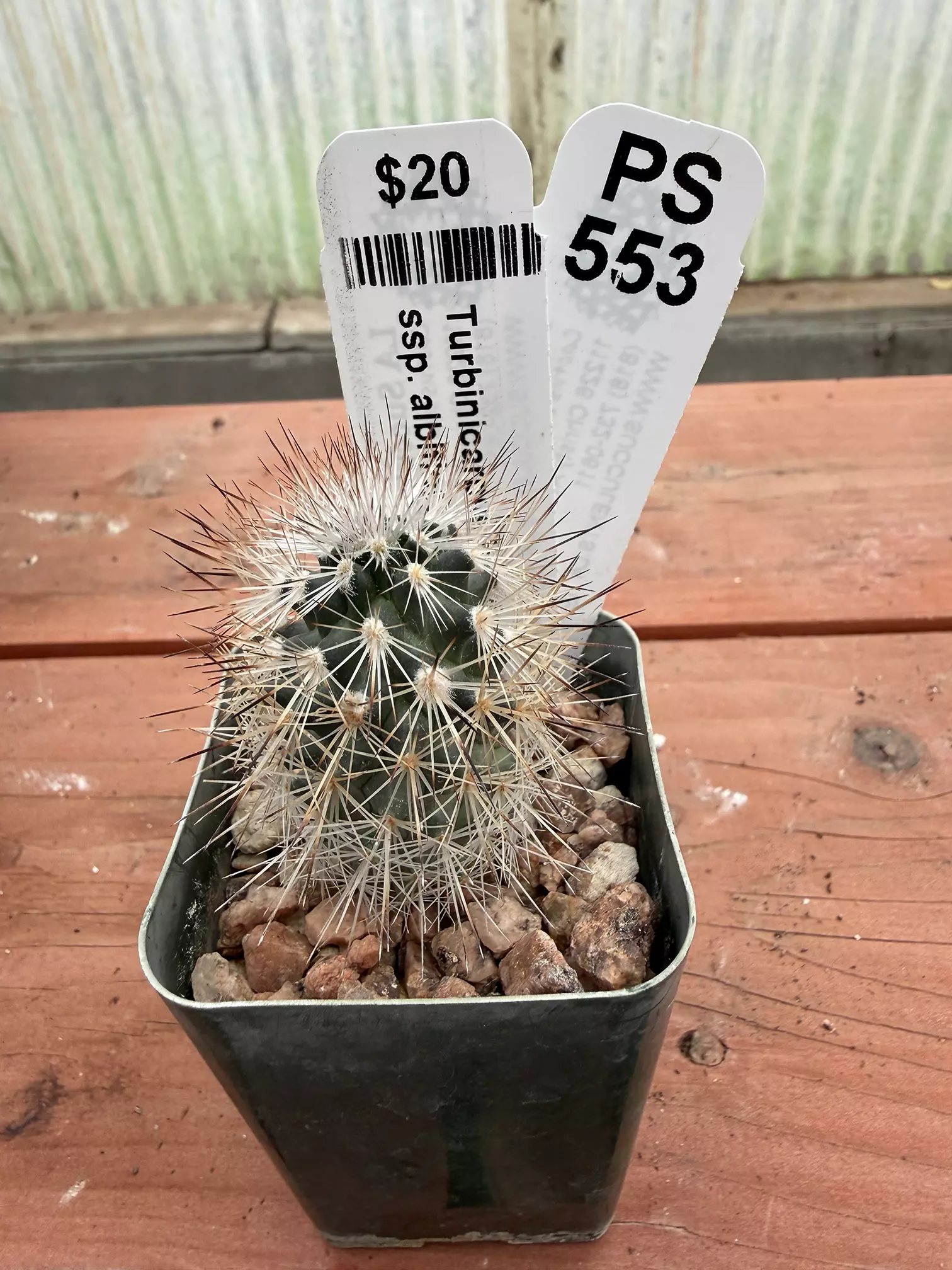 plant/PS553 Turbinicarpus beguinii ssp. albiflorus-0