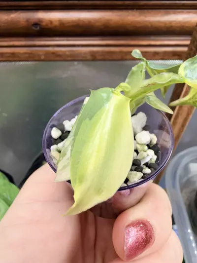 plant/Philodendron Silver Sword variegated✨#55-7-thumbnail