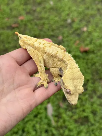 plant/Caseoh - RTB M High Orange Extreme-1-thumbnail