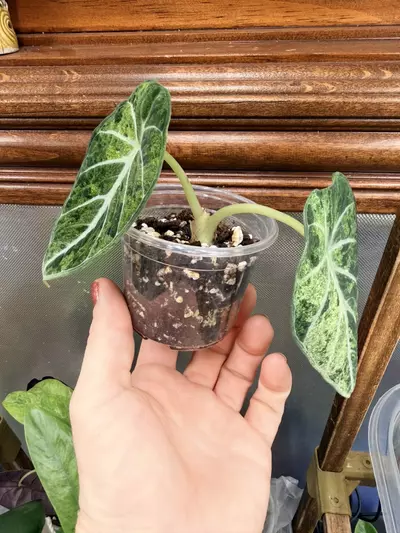 plant/Alocasia Ninja Tricolor Splash ✨-4-thumbnail