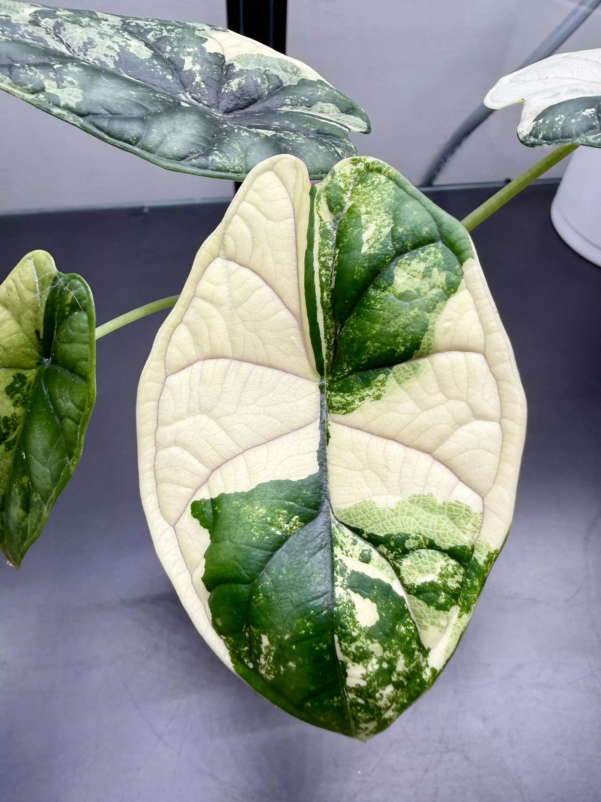 plant/Alocasia Dragon Scale Albo | Exact Plant-0