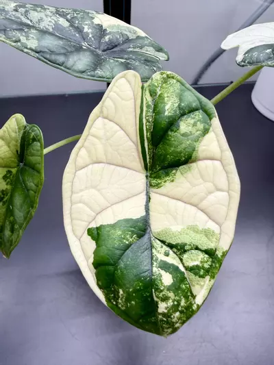 plant/Alocasia Dragon Scale Albo | Exact Plant-0-thumbnail