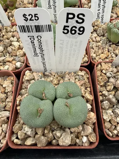 plant/PS569 Conophytum jucundum [Danimub]-0-thumbnail