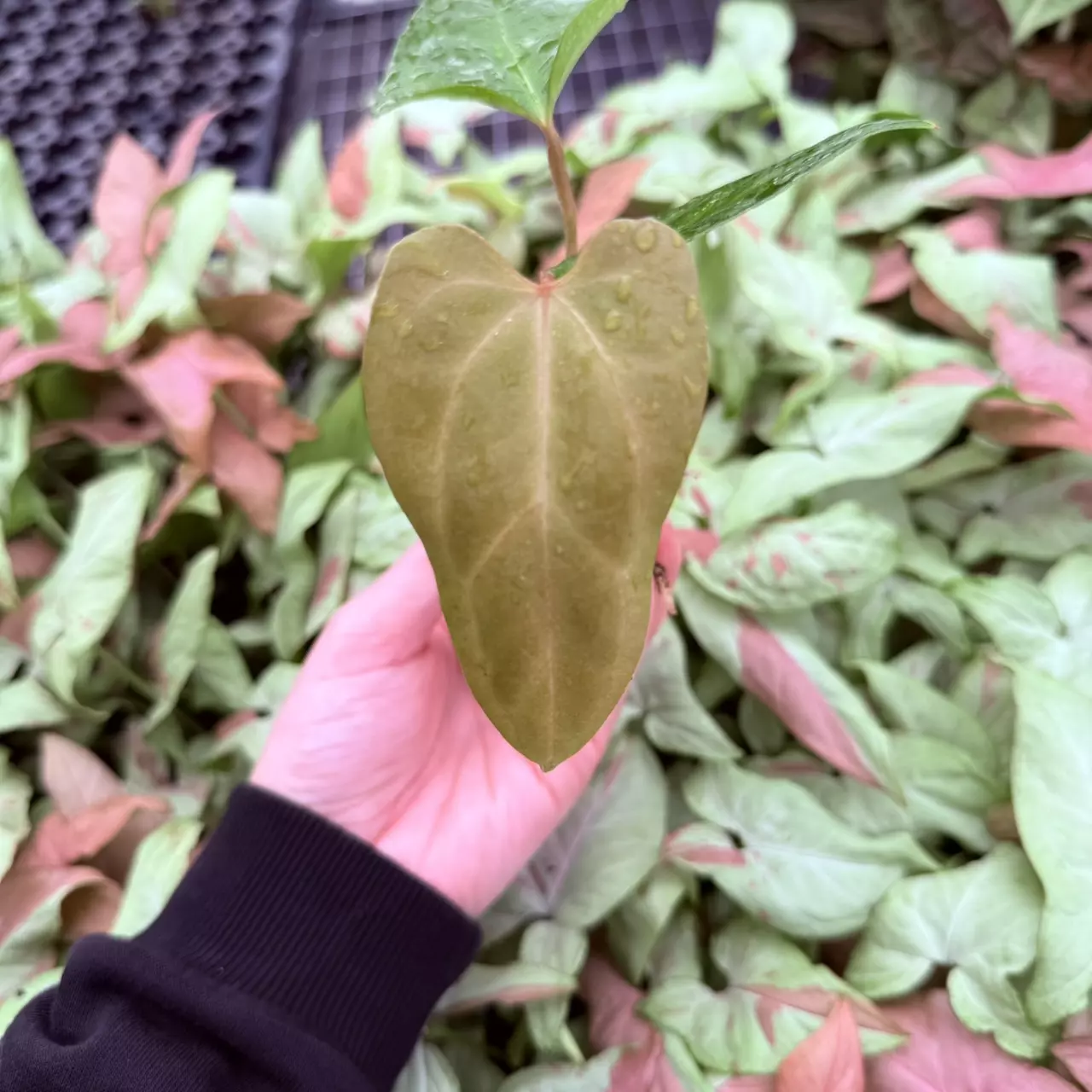 plant/Seed grown Anthurium Fort Sherman x Rubicon Starter Plant Growers Choice-1