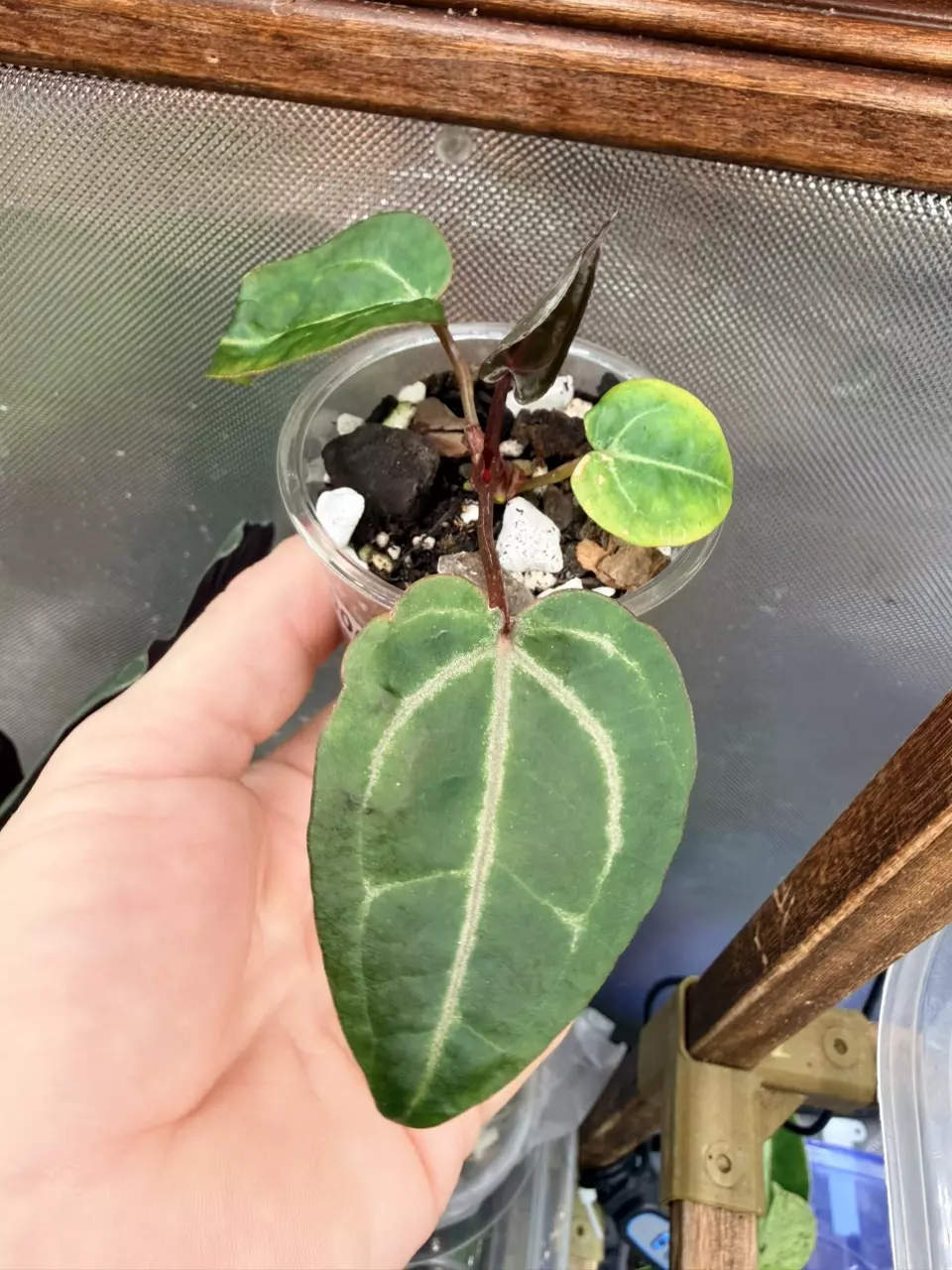 plant/Anthurium Wonderboy #59-0