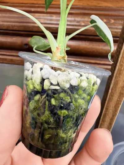 plant/Alocasia Bambino green variegated✨#56-2-thumbnail