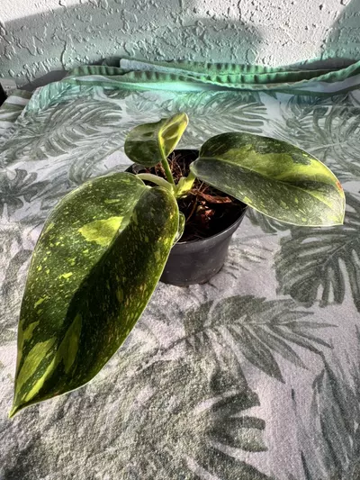 plant/Philo Green Congo Variegated-0-thumbnail