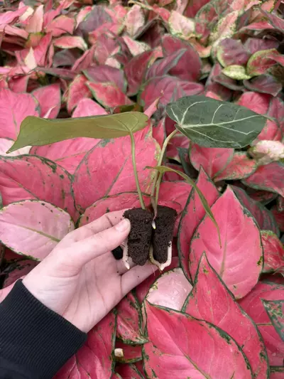 plant/Seed grown Anthurium King of Spades x Huffmanii Starter Plant Growers Choice-3-thumbnail