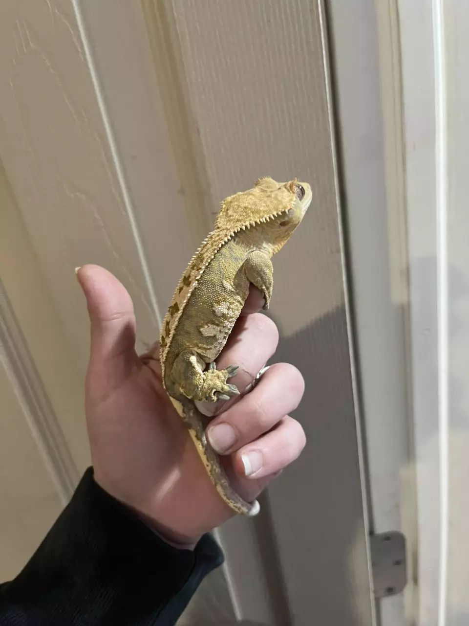 plant/Brindlequin white wall male 11/3/24 35g-1