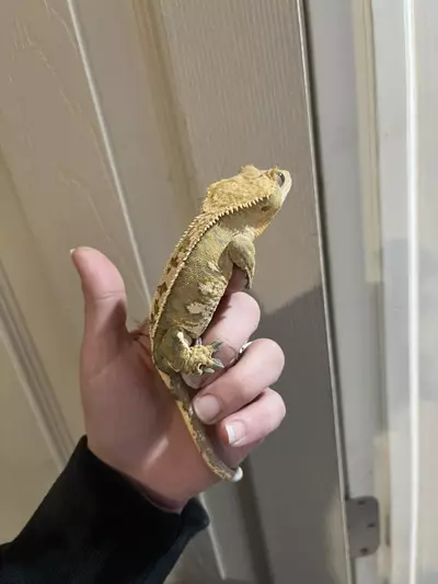 plant/Brindlequin white wall male 11/3/24 35g-1-thumbnail