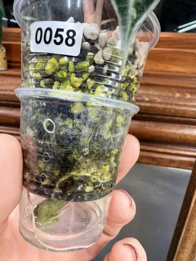 plant/Alocasia Sanderiana bull pink #58-1-thumbnail