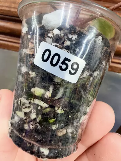 plant/Anthurium Wonderboy #59-5-thumbnail