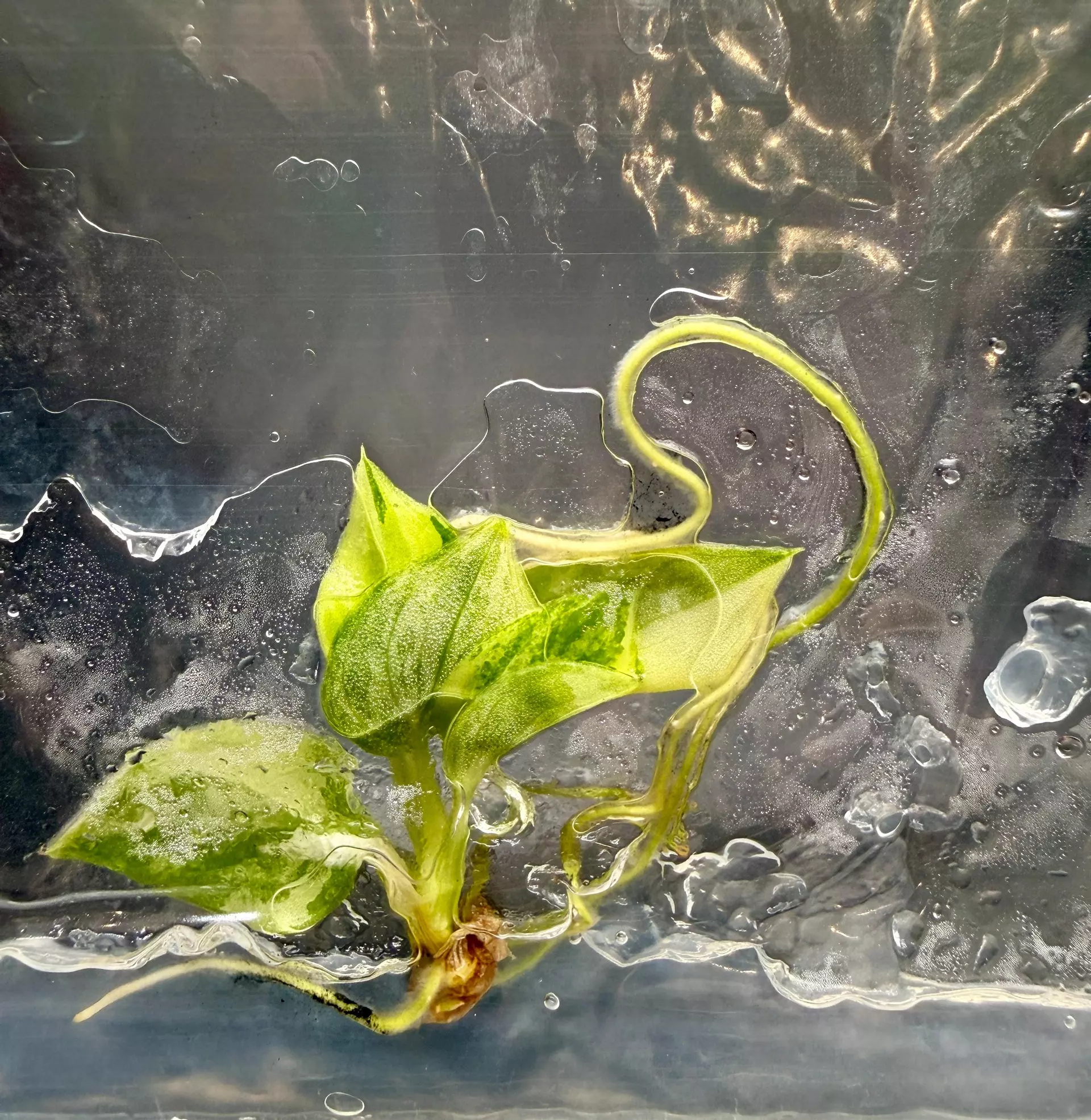 plant/Philodendron Burle Marx Aurea | Tissue Culture-0