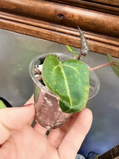 plant/Anthurium Wonderboy #59-3-thumbnail