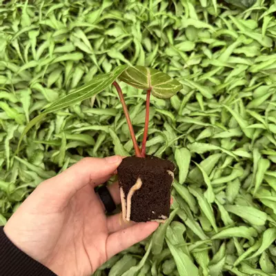 plant/Seed grown Anthurium Huffmanii x Red King of Spades Starter Plant Growers Choice-4-thumbnail