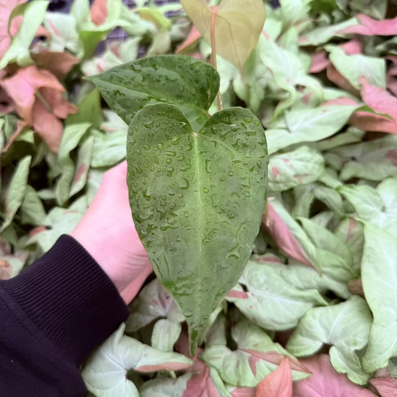 plant/Seed grown Anthurium Fort Sherman x Rubicon Starter Plant Growers Choice-0