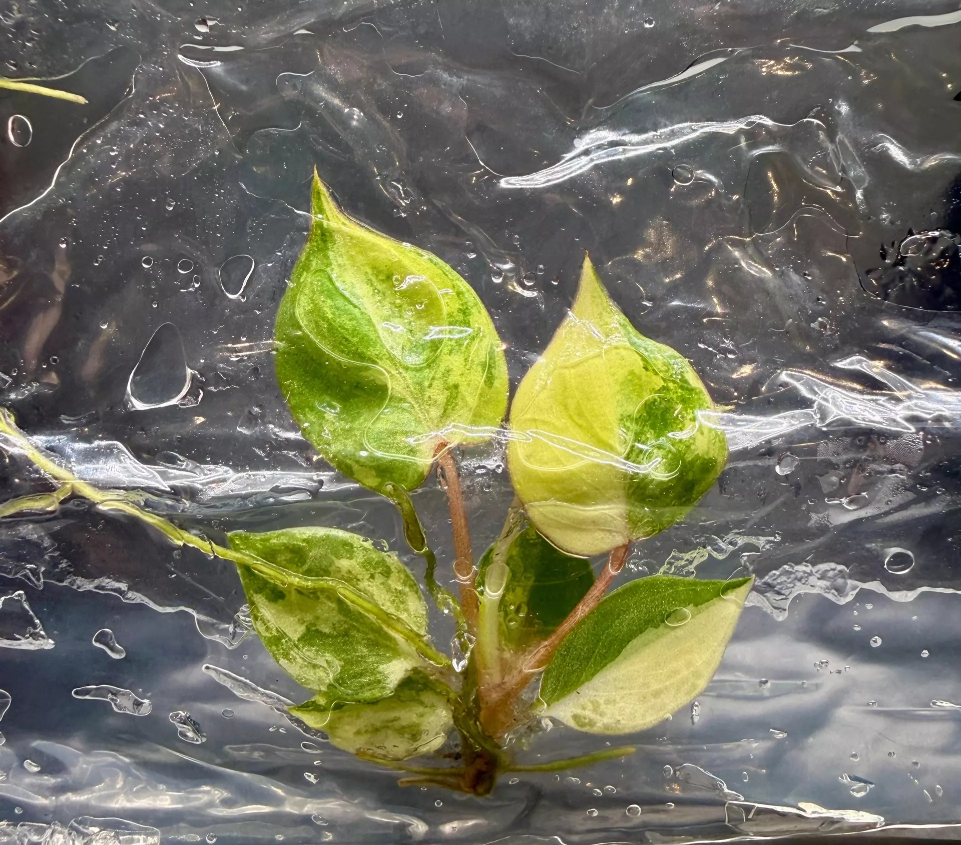 plant/Philodendron Billietiae Variegated | Tissue Culture-0