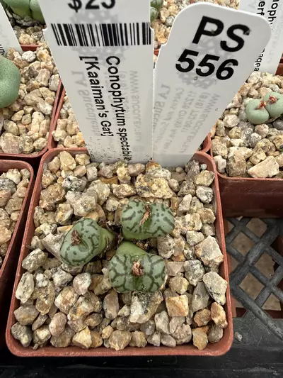 plant/PS556 Conophytum spectabile [Kaaiman's Gat]-0-thumbnail