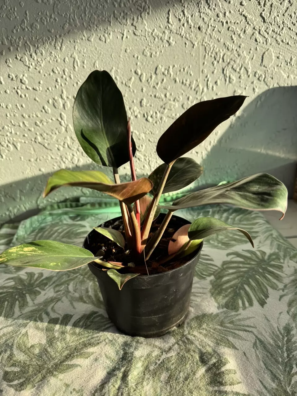 plant/Philo Red Congo Varigated-0