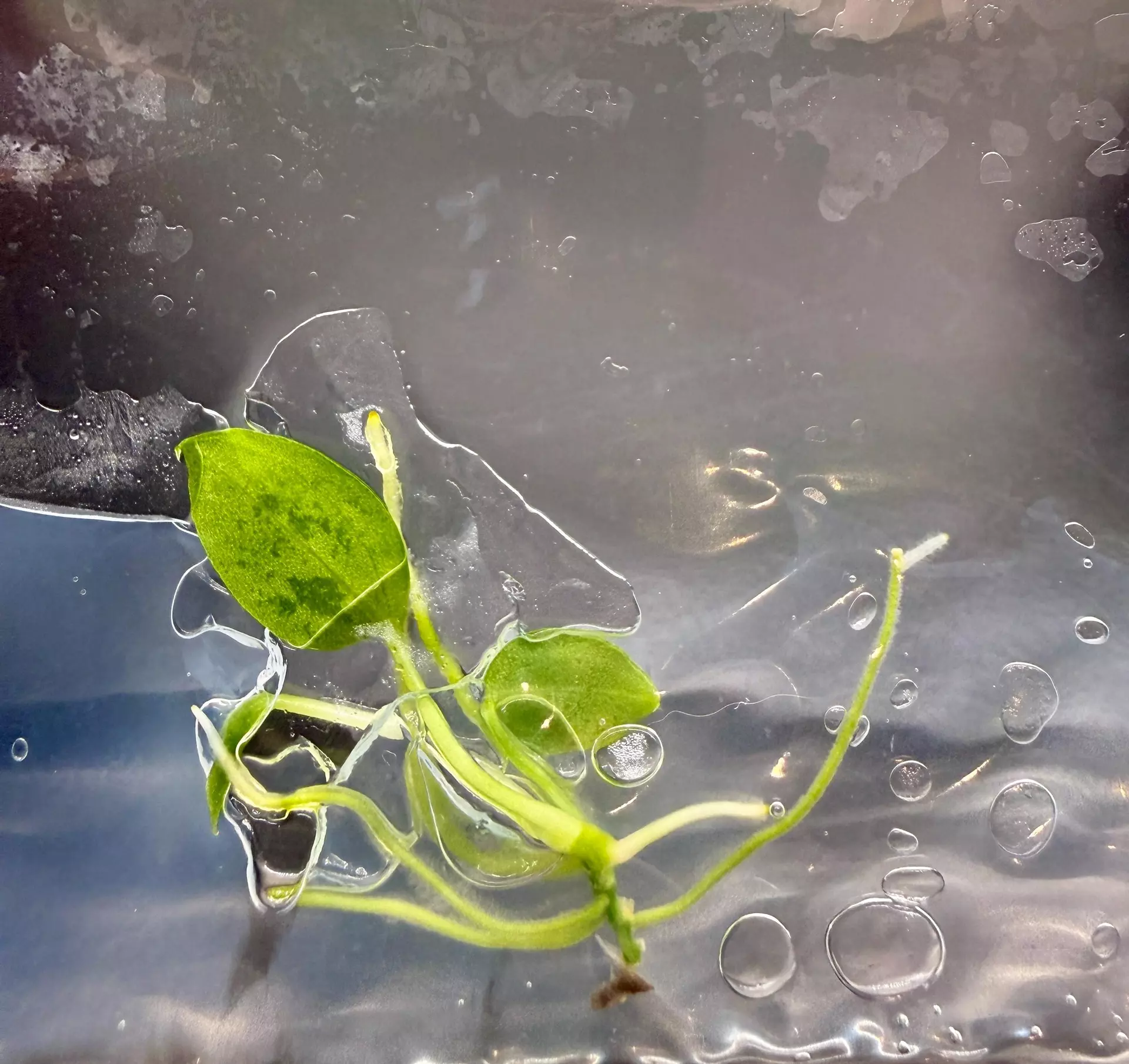 plant/Anthurium Warocqueanum | Tissue Culture-0