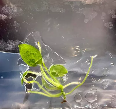 plant/Anthurium Warocqueanum | Tissue Culture-0-thumbnail